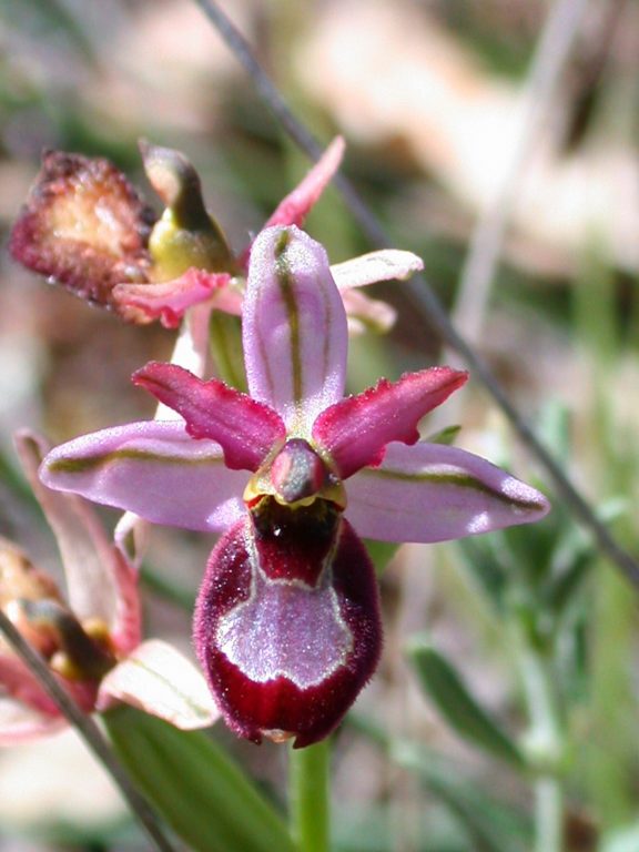 Orchidées - Ophrys de la Drôme