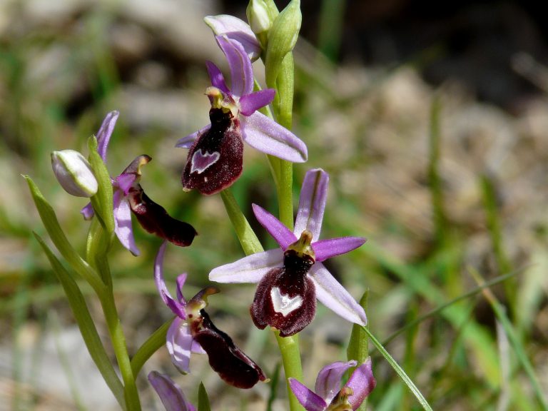 Orchidées - Ophrys de la Drôme