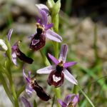 Orchidées - Ophrys de la Drôme