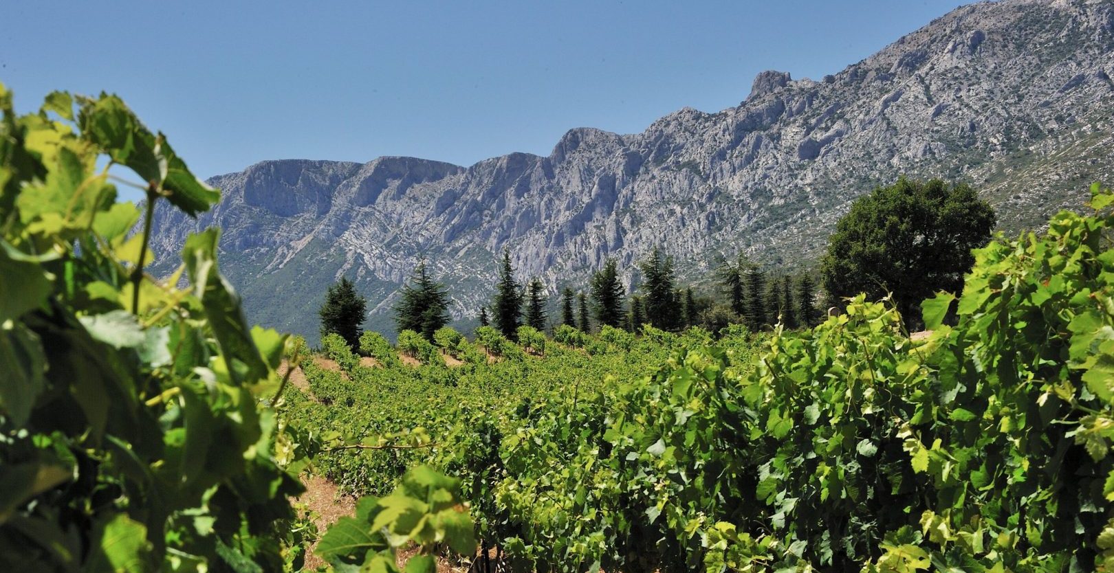 Vignes - Puyloubier