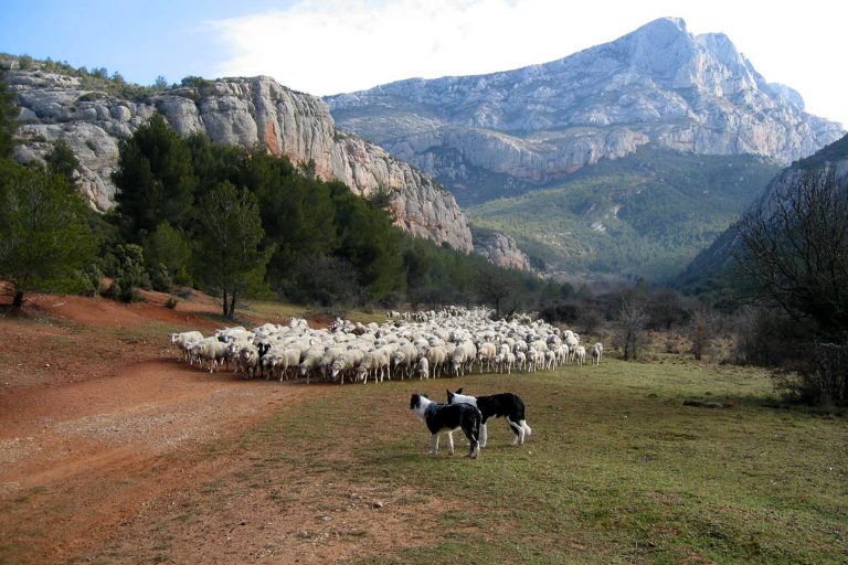 troupeau de moutons et patous