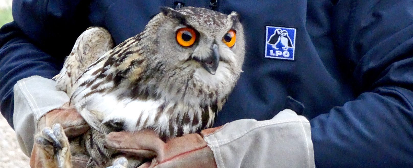 Le Hibou grand-duc : un des plus grands rapaces nocturnes d'Europe