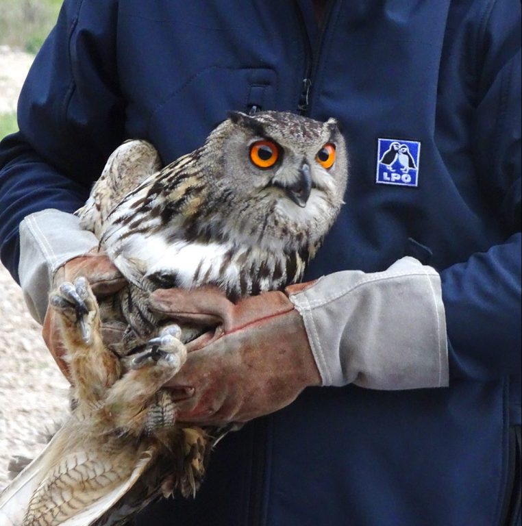 Relâché d’un hibou grand-duc d’Europe