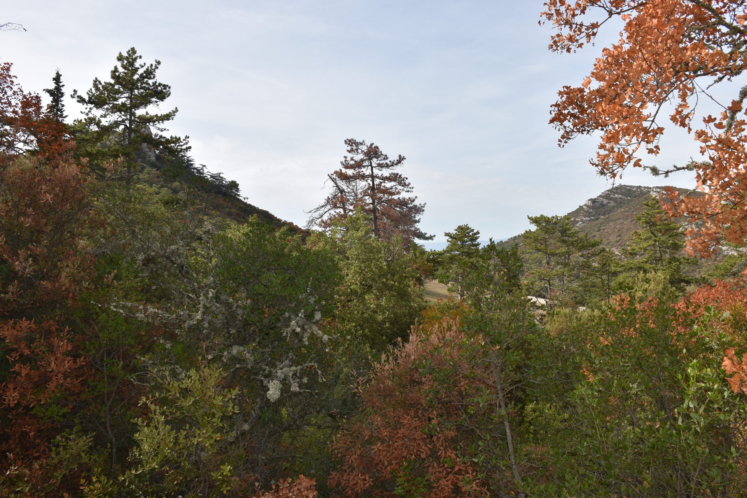 Sécheresse - massifs Concors Sainte-Victoire