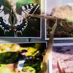 Animation biodiversité au Rallye découverte des vins de Sainte-Victoire