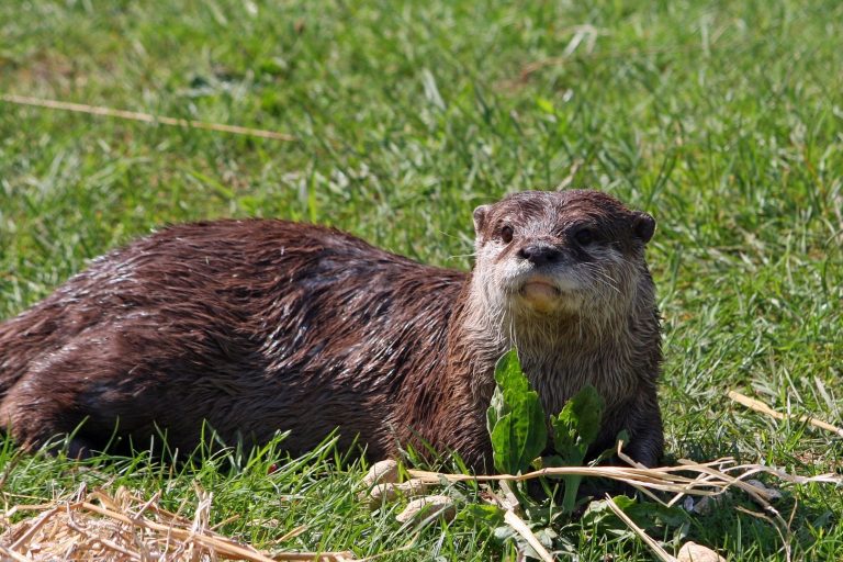 Loutre d'Europe