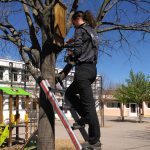 Pose nichoir école élémentaire de l'Arc sur un arbre