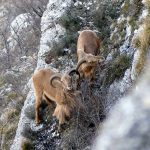 Mouflon à manchettes © Massimo Nafra