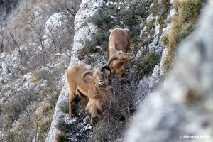 Mouflon à manchettes © Massimo Nafra