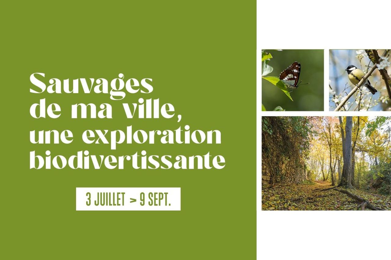 Sauvages de ma ville, une exploration biodivertissante