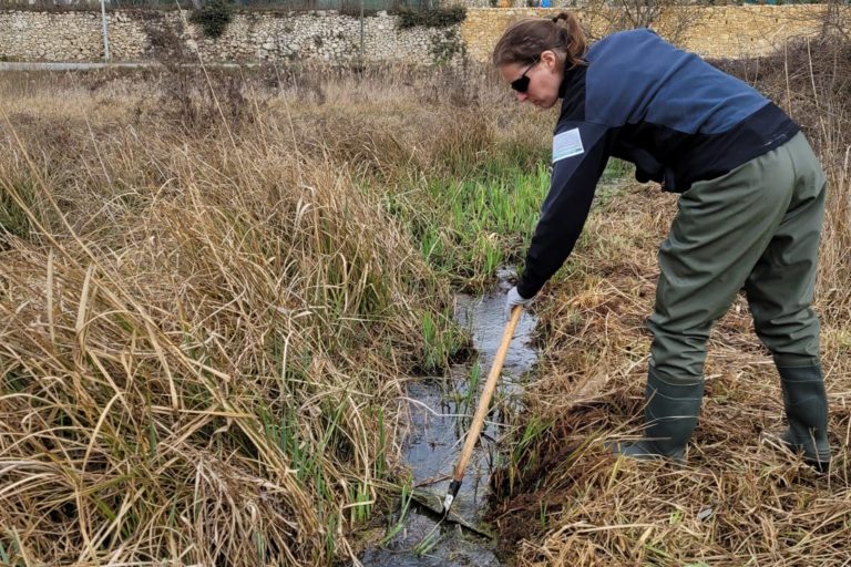 Débroussaillement des prairies humides