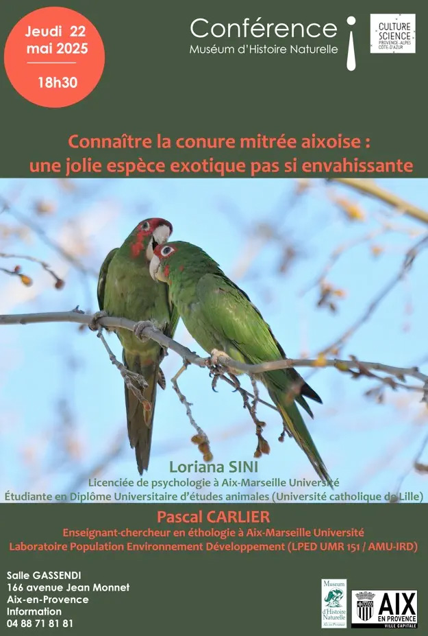 Connaître la conure mitrée aixoise : une jolie espèce exotique pas si envahissante - Aix-en-Provence