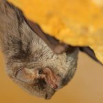 © Laurent ROUSCHMEYER