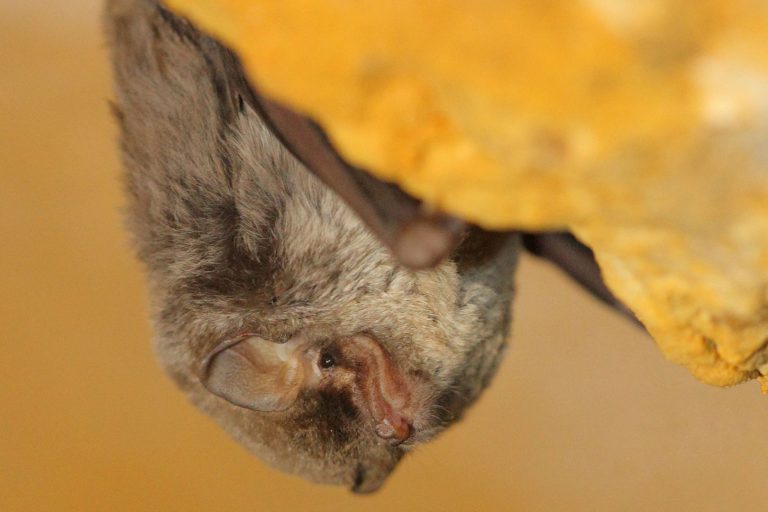 © Laurent ROUSCHMEYER