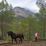 chantier forestier débardage