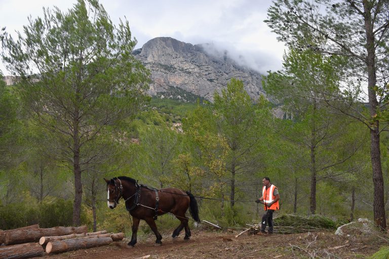 chantier forestier débardage
