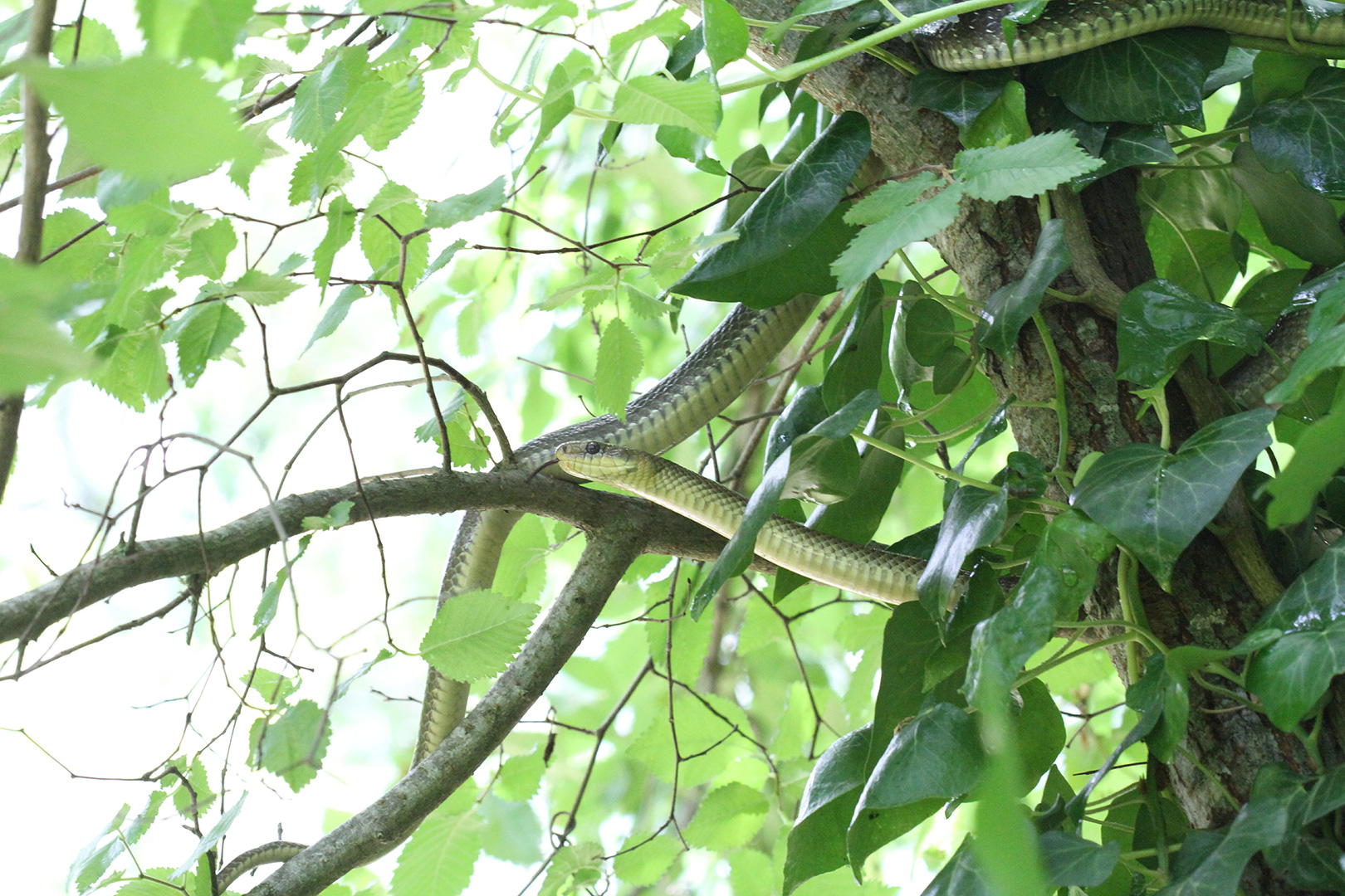 Couleuvre d’Esculape