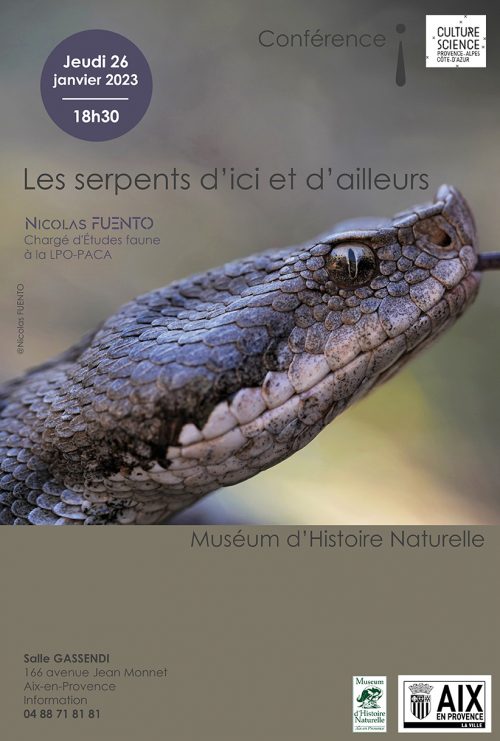 Les serpents d’ici et d’ailleurs