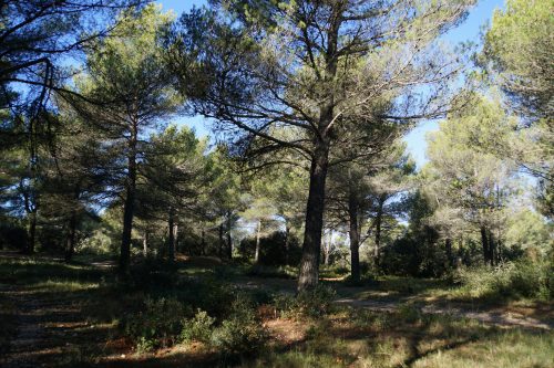 Forêt de pins