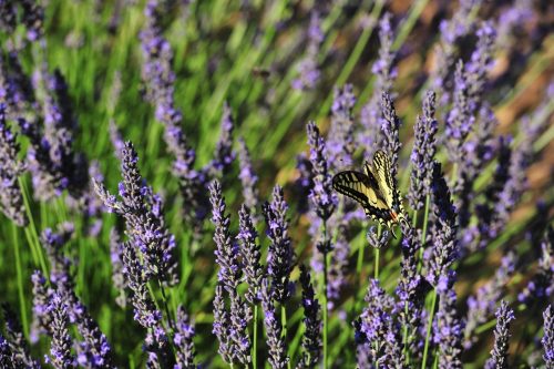 Champs de lavande avec un papillon le machaon