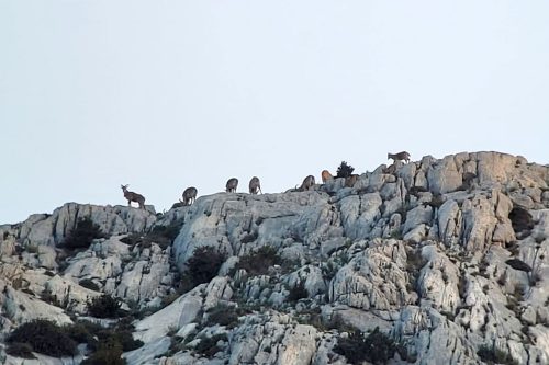 Mouflons à machettes sur les crêtes de Sainte-Victoire
