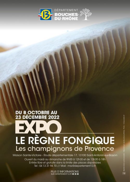 Exposition - Le règne Fongique - Les Champignons de Provence