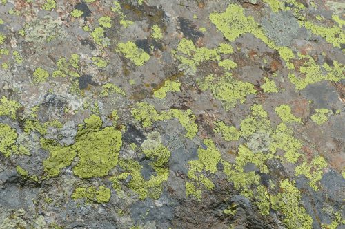 lichen